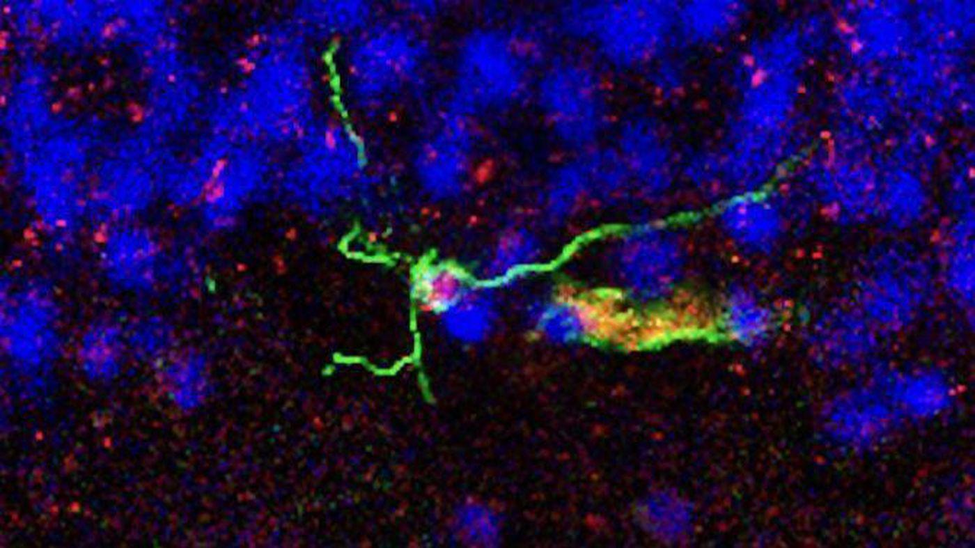Новые нейроны у взрослых: иногда они возвращаются