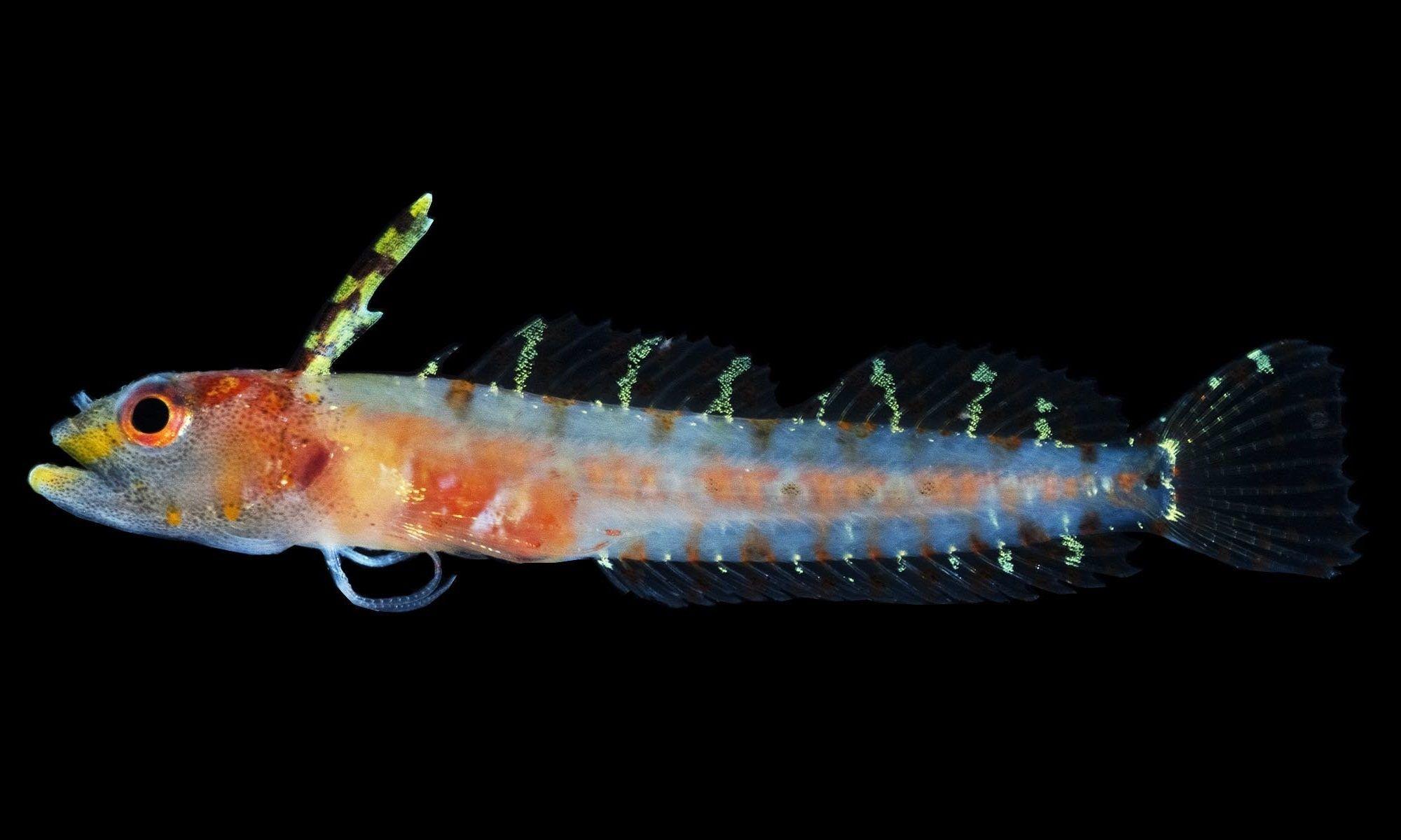 Биологи открыли 30 неизвестных видов рыб в «сумеречной зоне» Карибского моря