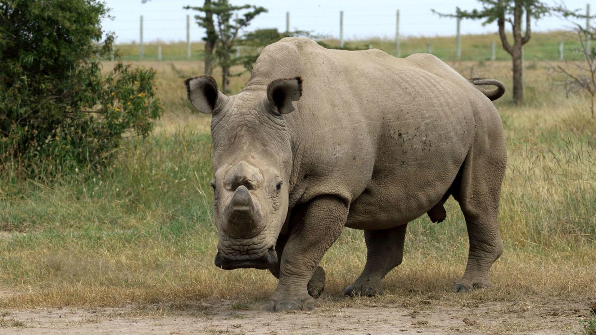 От белых носорогов остались только 2 самки: как ученые будут спасать животных от вымирания