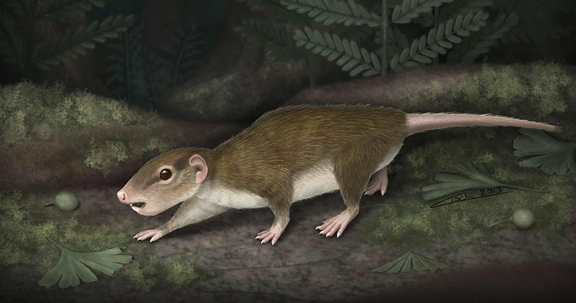 В Трансильвании нашли ископаемое млекопитающее с крошечным мозгом