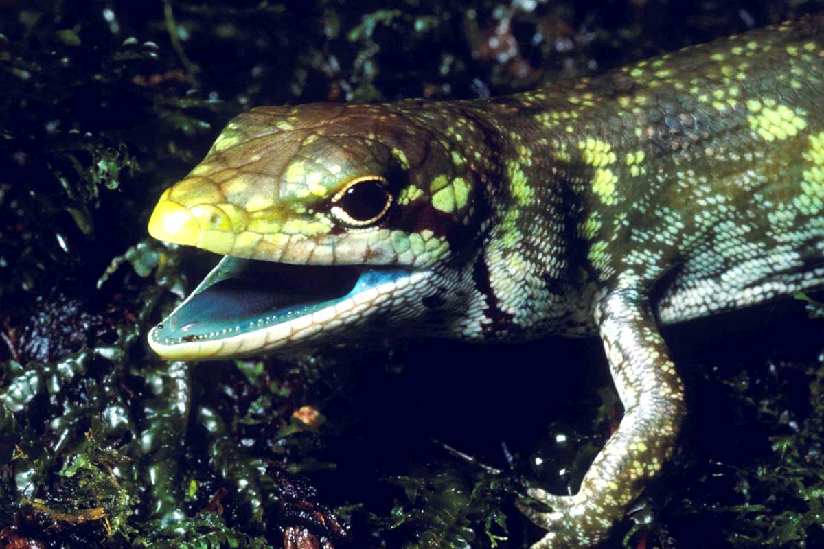 Зоологи проследили эволюцию ящериц с зеленой кровью
