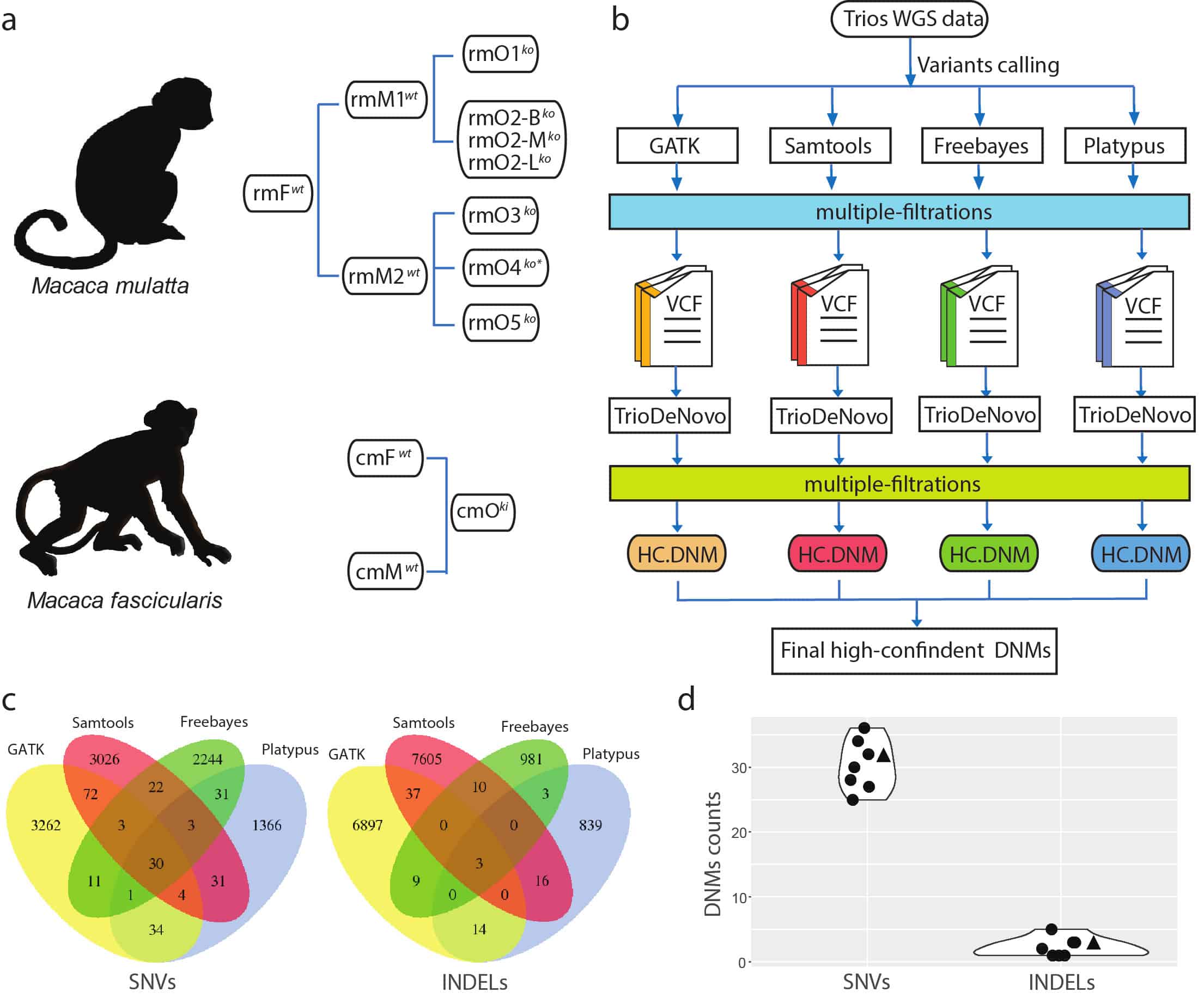 В ДНК отредактированных CRISPR обезьян не нашли нецелевых мутаций