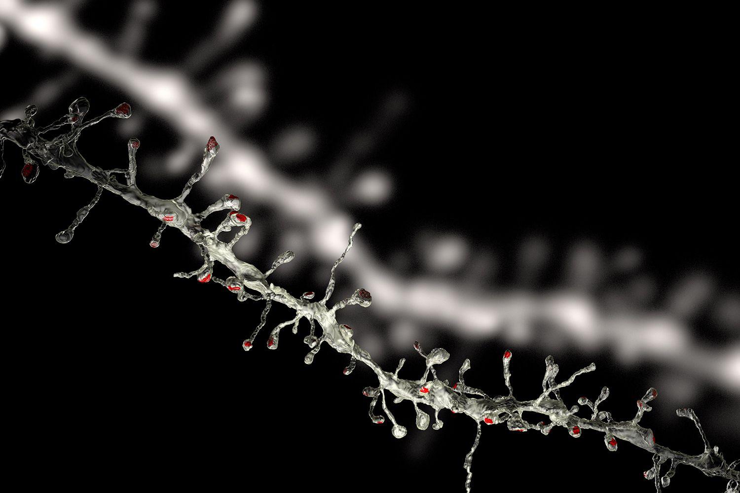 Нейроны жертвуют старыми соединениями ради новых