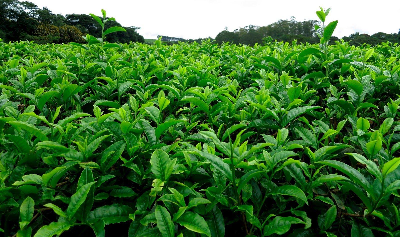 Наночастицы из чайных листьев помогут в лечении рака