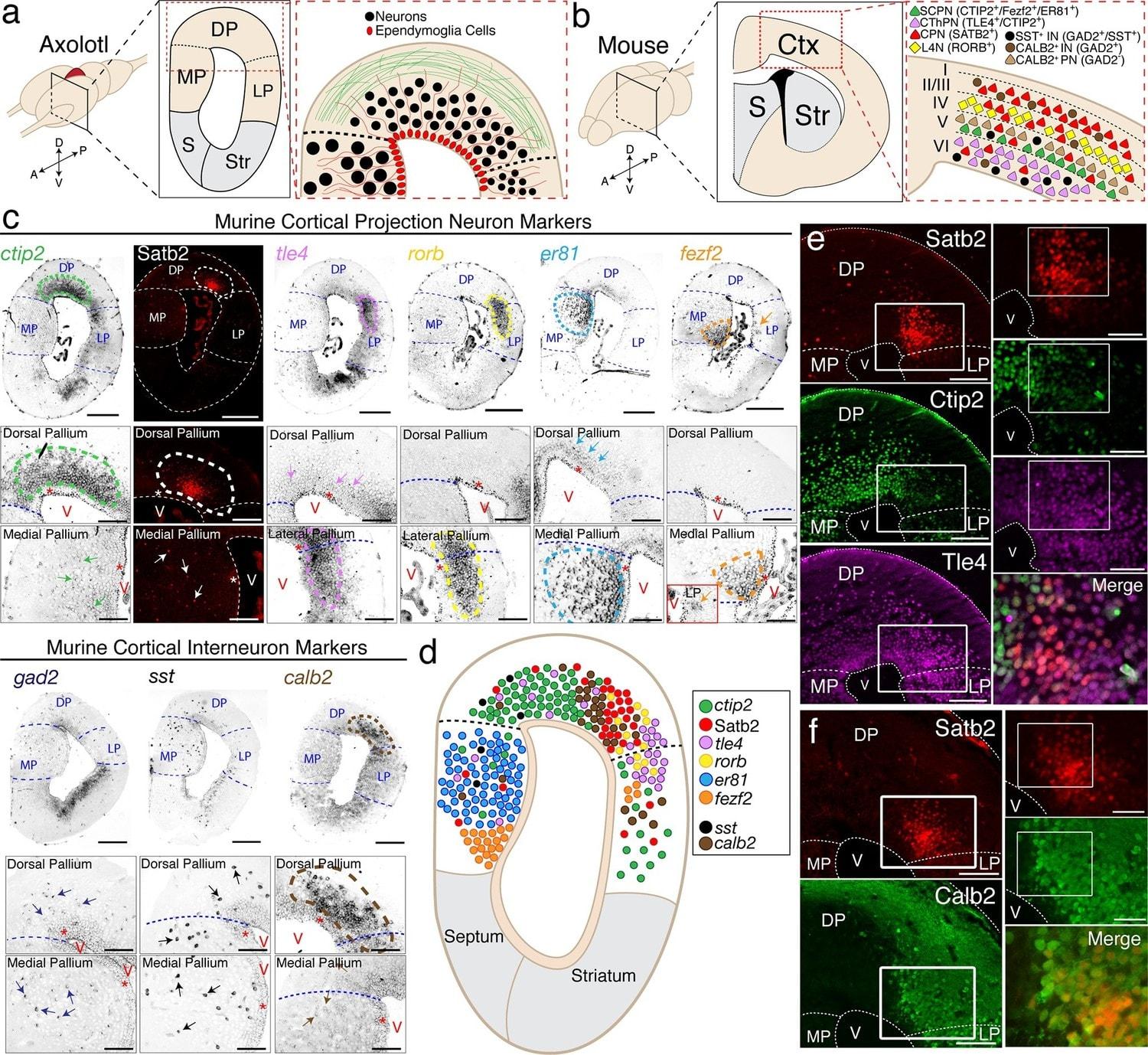 Аксолотль может не только отрастить себе мозг, но и нейронное разнообразие