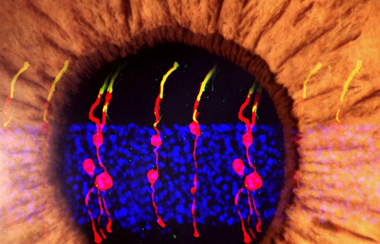 Искусственная регенерация в сетчатке позволила слепым животным увидеть свет
