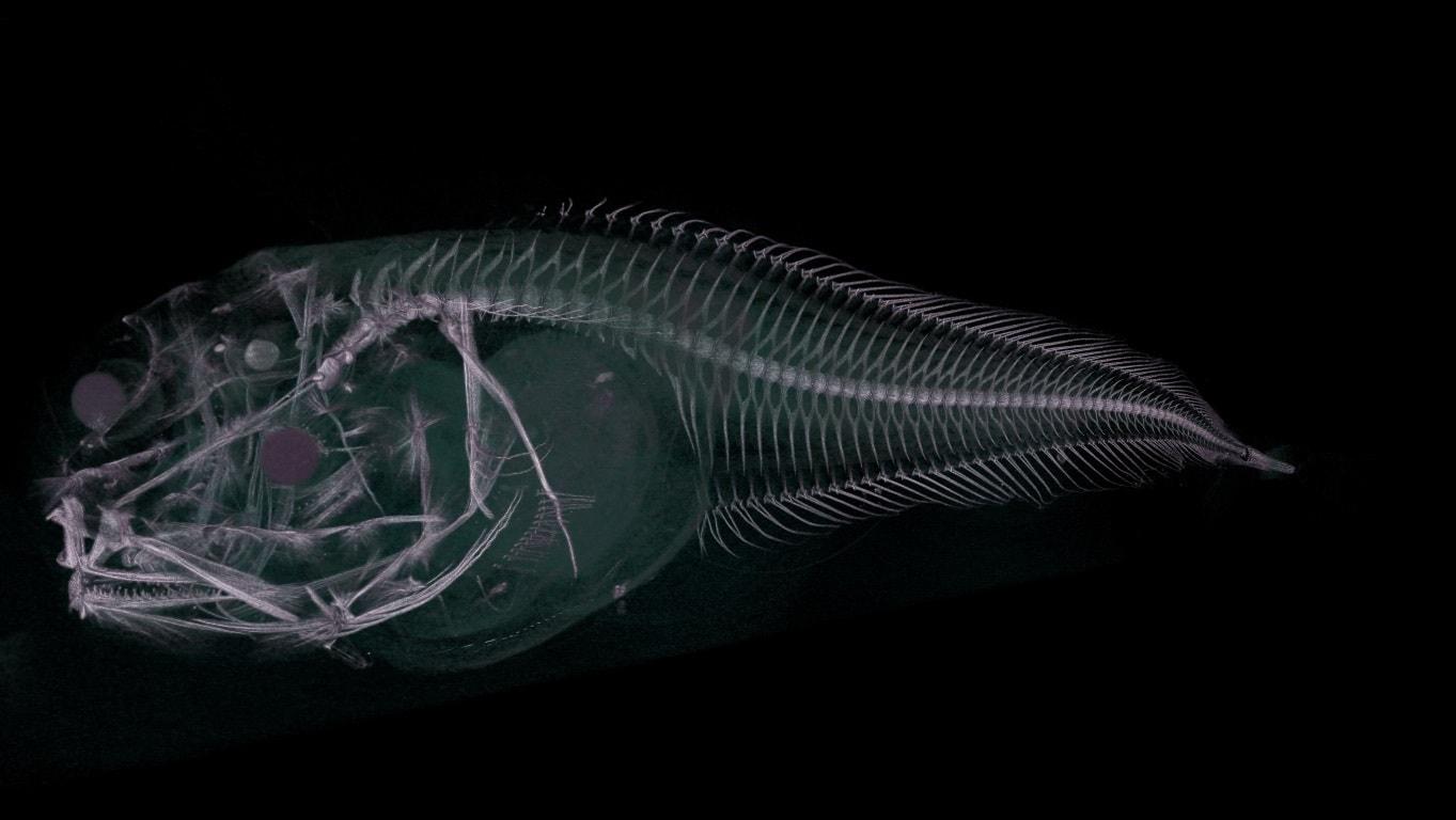 В Атакамском желобе обнаружили три новых вида рыб-слизней
