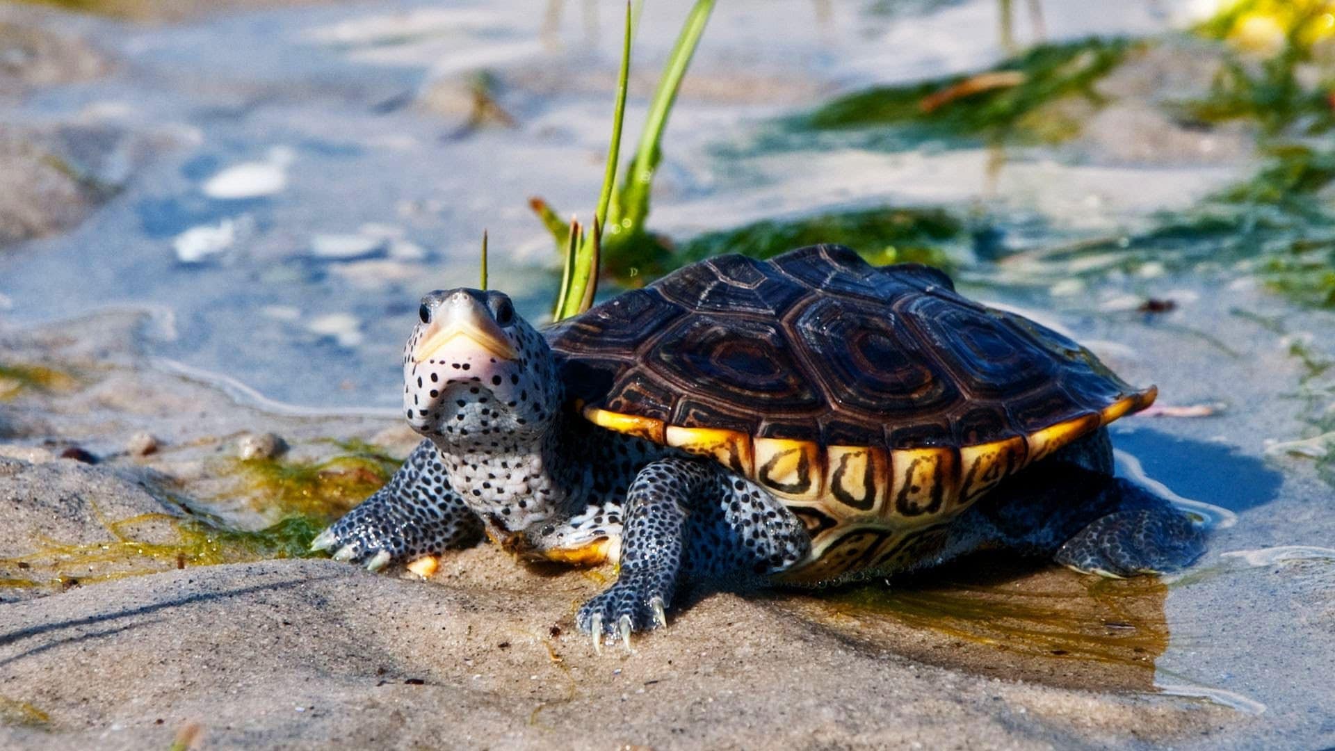 Более половины видов черепах оказались на грани вымирания