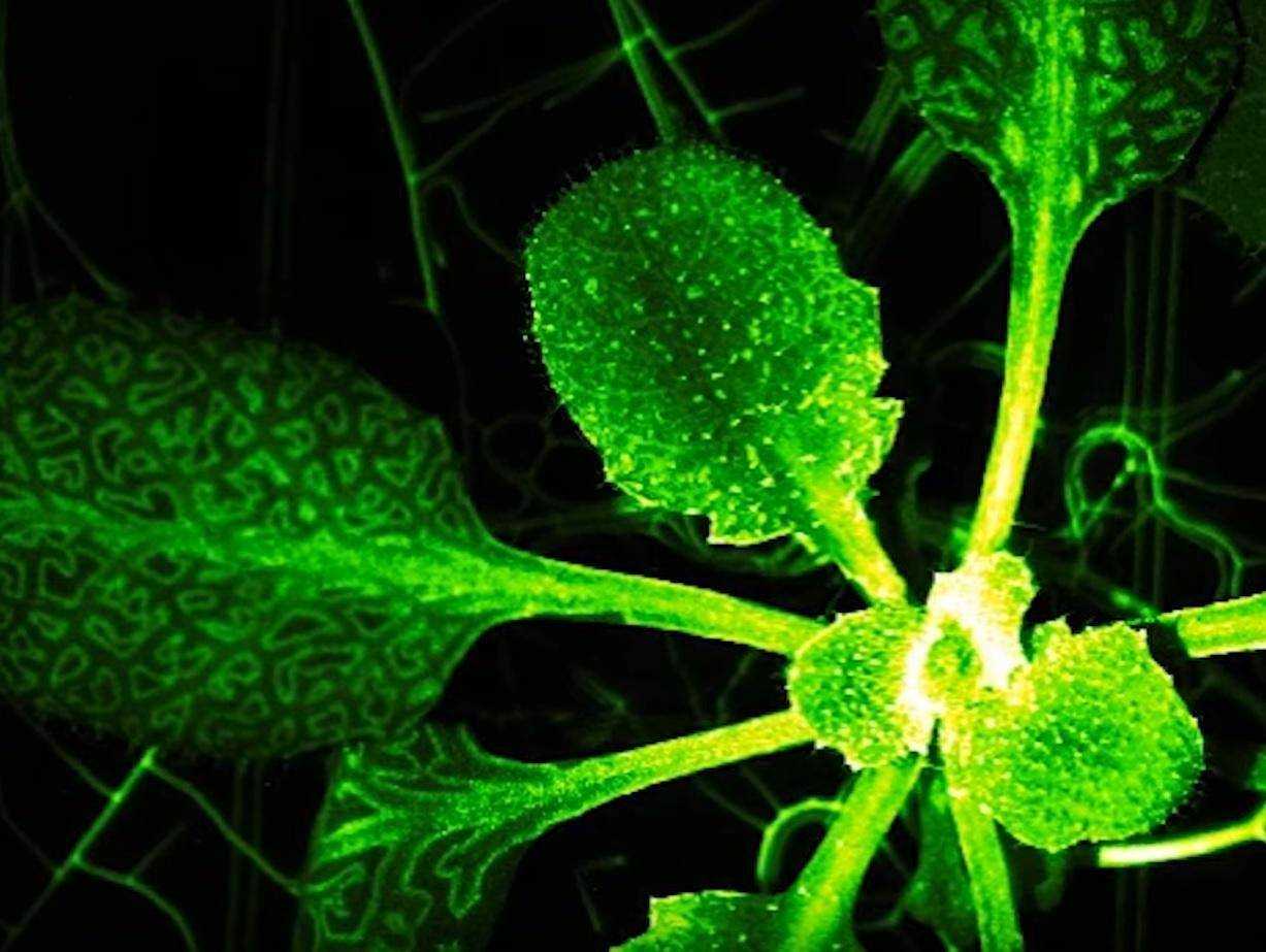 Нервная система у растений?