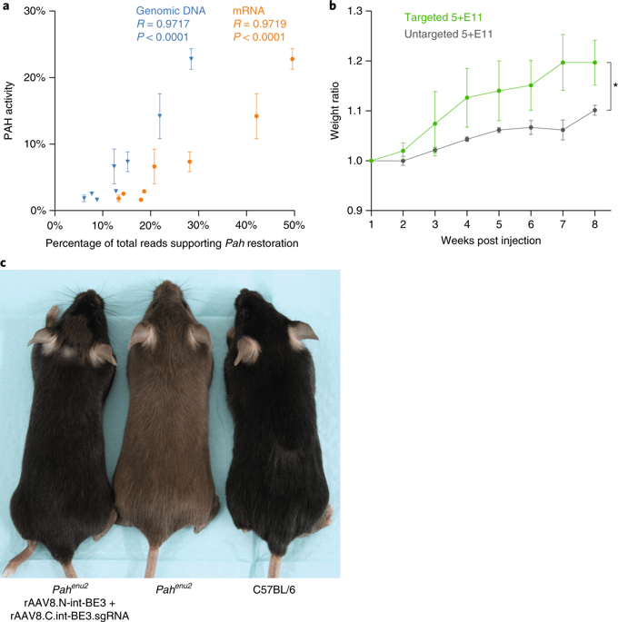 Разделенный пополам CRISPR-редактор вылечил мышей от фенилкетонурии