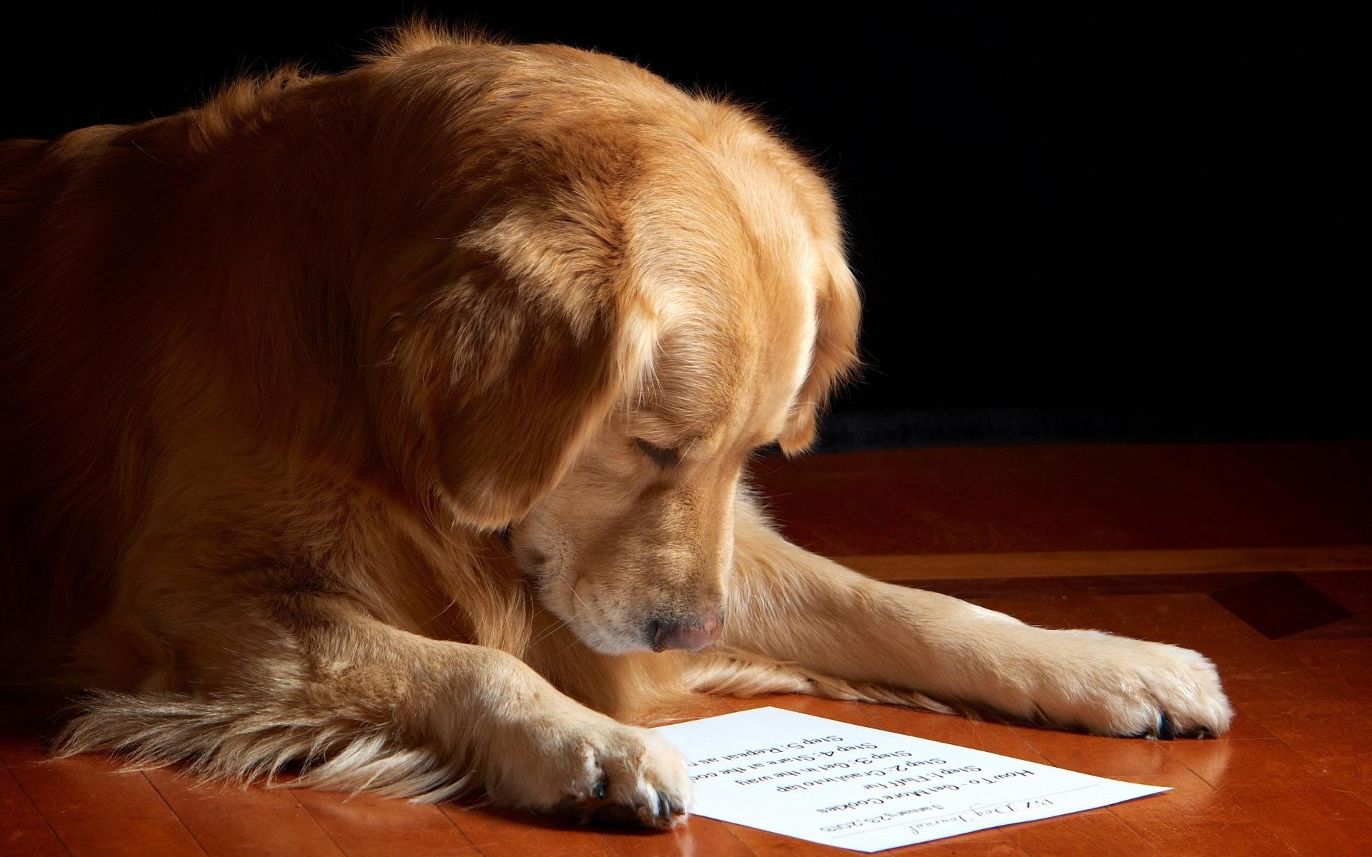 Опровергнут миф об исключительном интеллекте собак