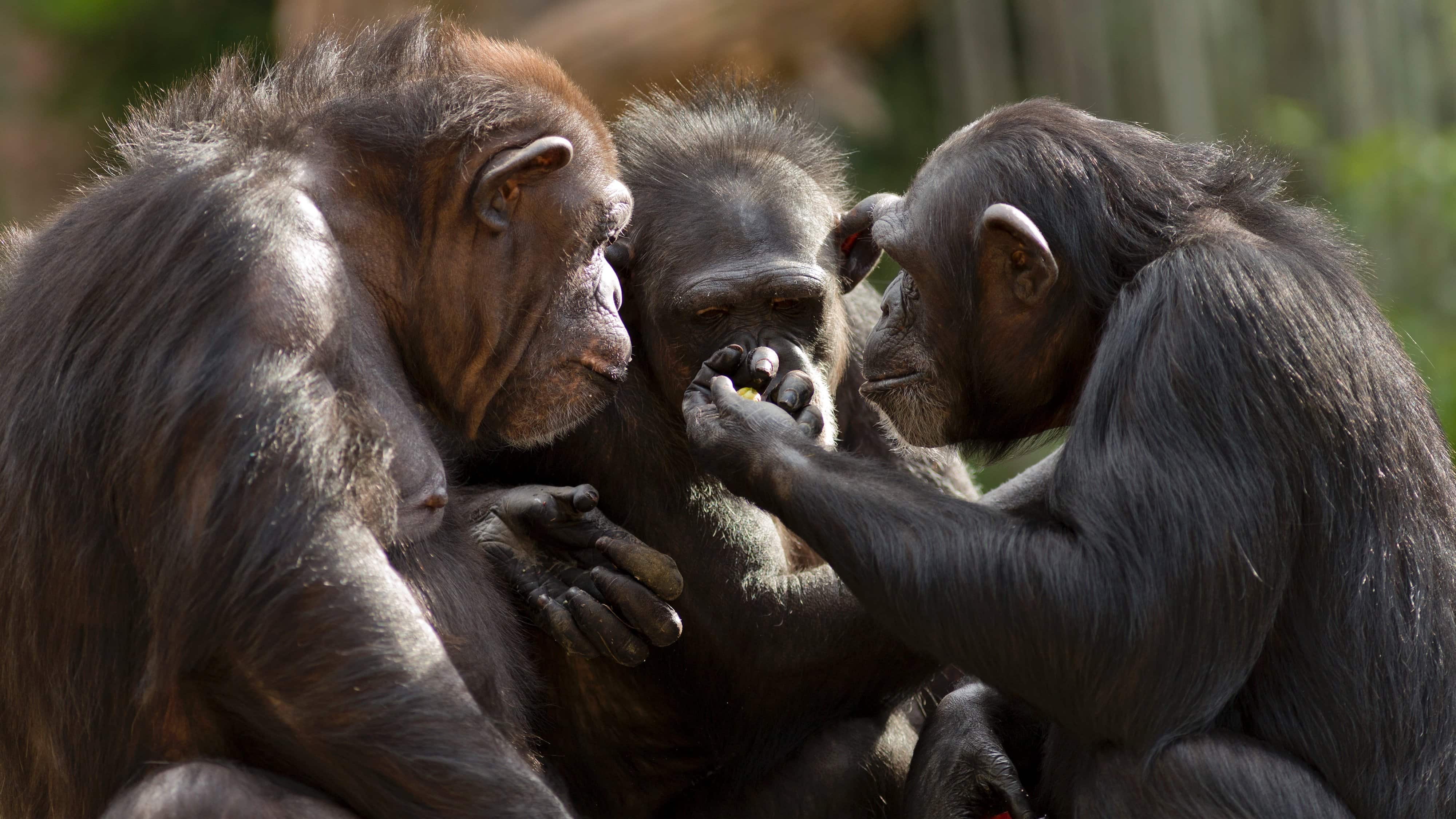 Общение в мире животных. Коммуникация животных. Обезьяны. Социальное поведение животных. Шимпанзе.