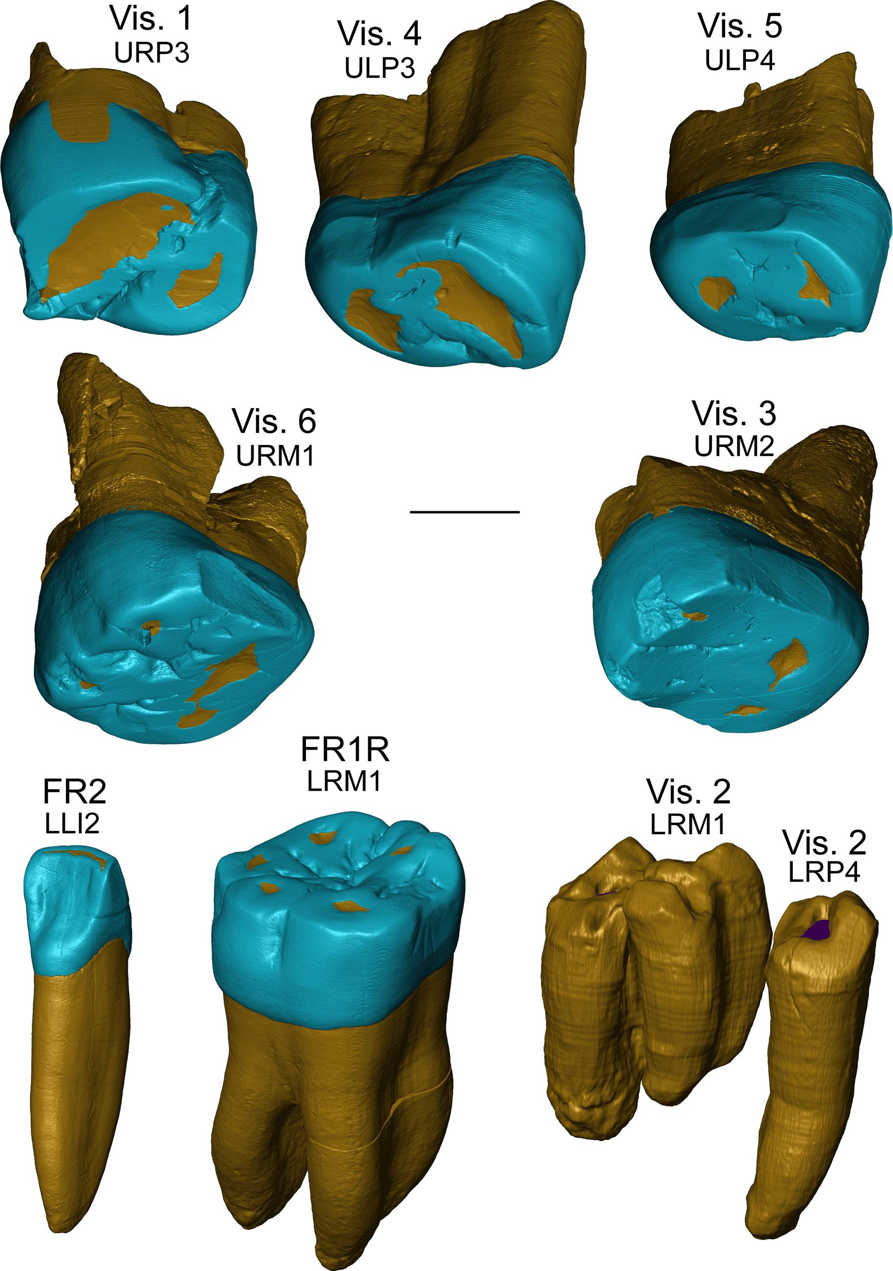 «Неандертальские» зубы появились задолго до неандертальцев