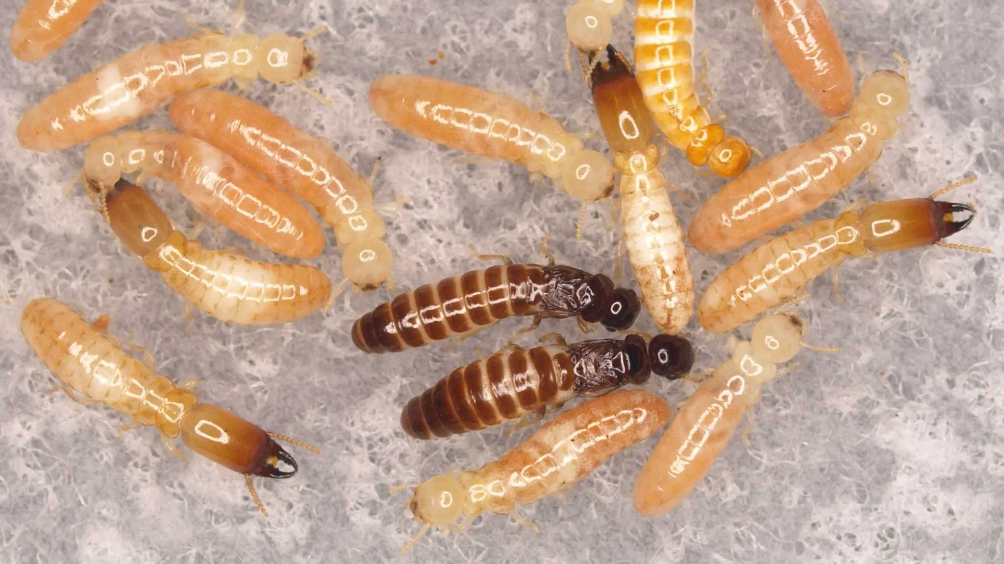 Однополые популяции термитов научились размножаться без самцов