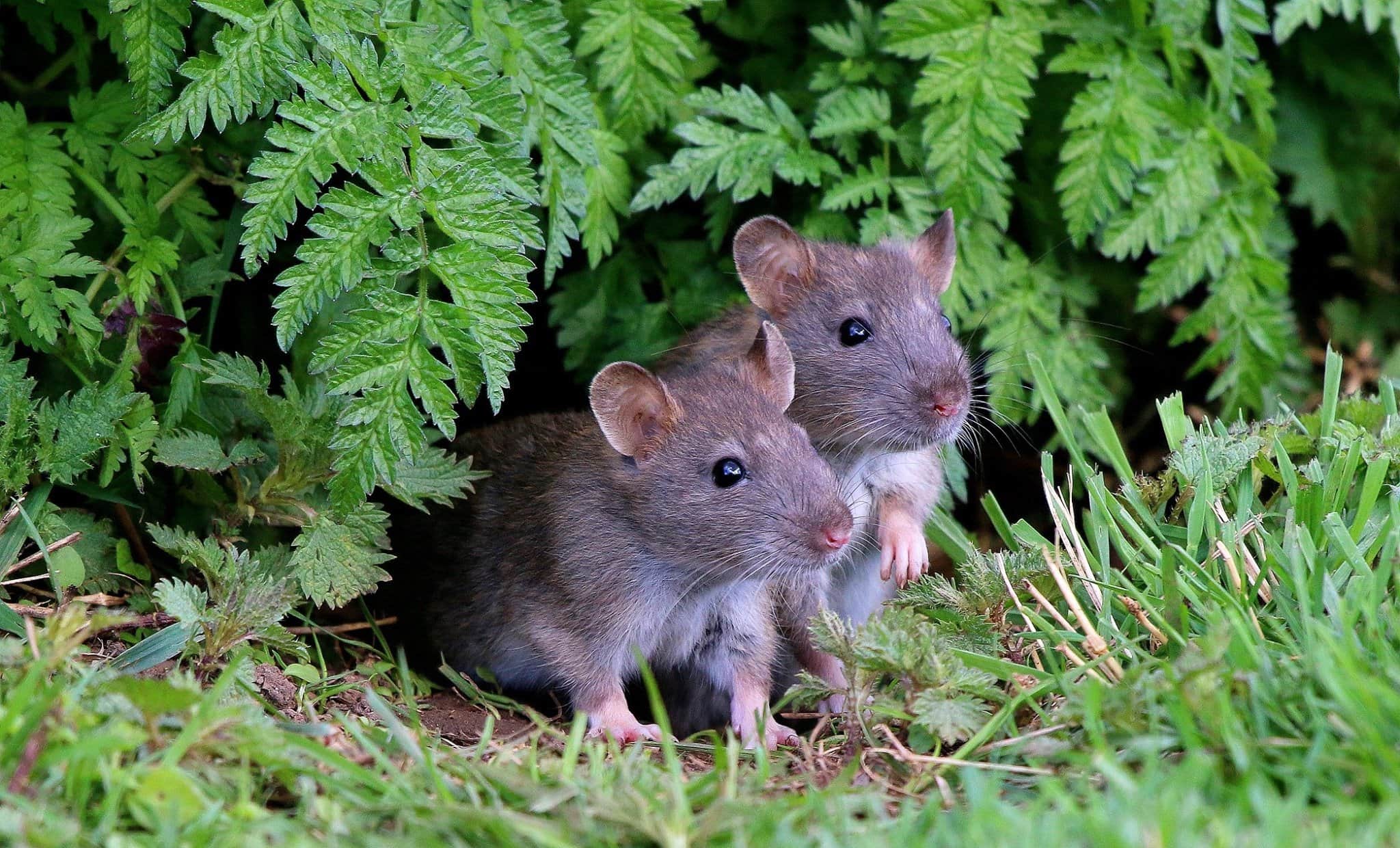 Крысы помнят о хорошем отношении и платят за него добротой
