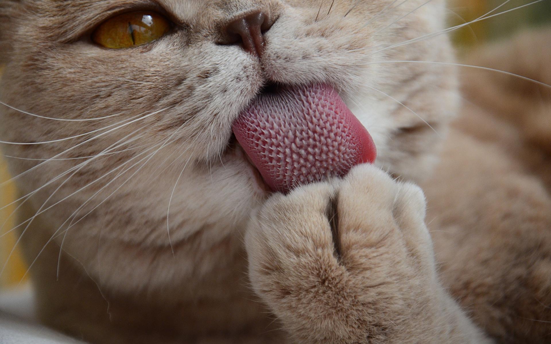 Полые сосочки на языке помогли кошкам тщательно умываться и не перегреваться