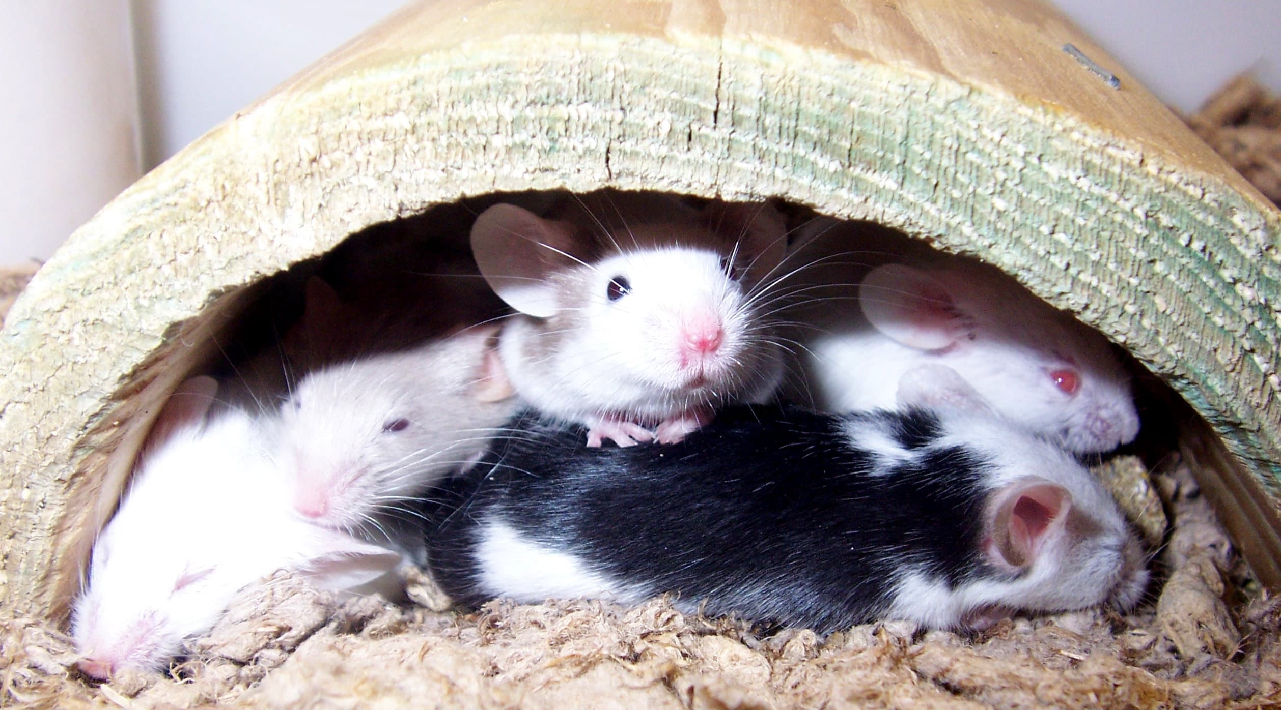 Генетики создали мышей без аллергии