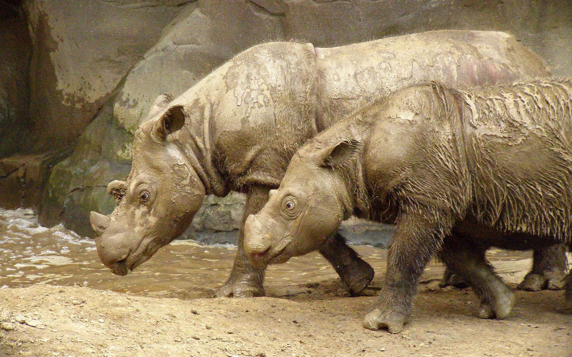 В Индонезии поймали самку суматранского носорога