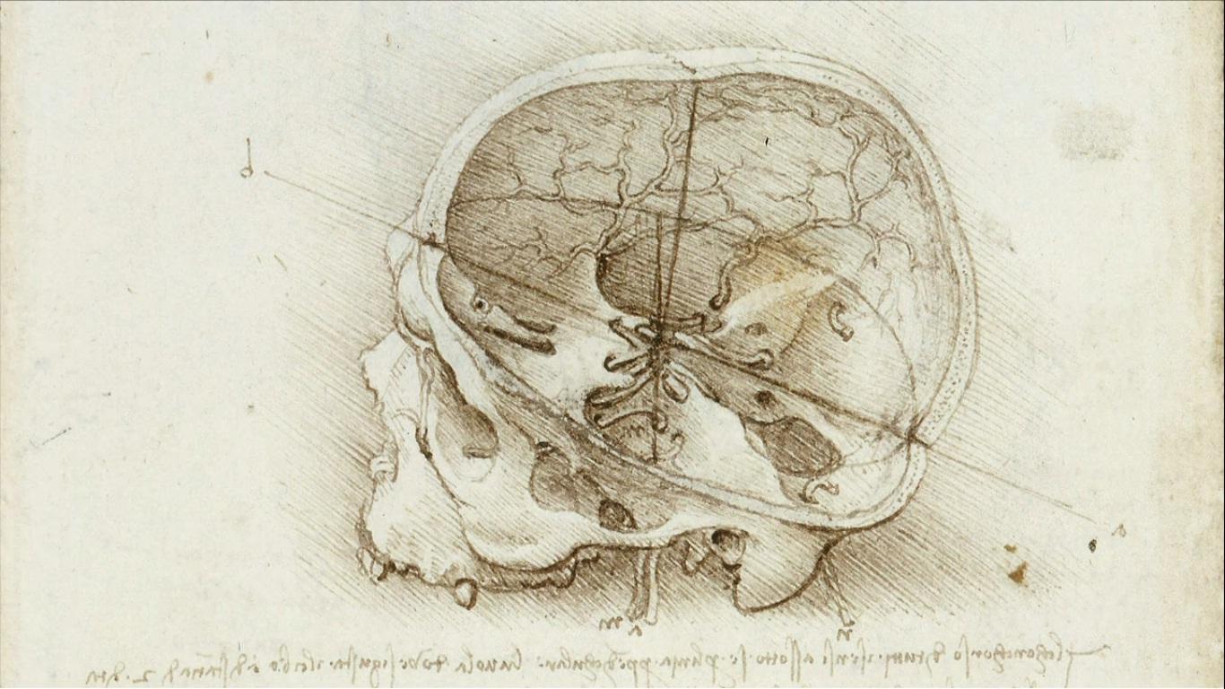 Anatomy 18. Мозг Леонардо да Винчи. Леонардо да Винчи анатомия мозг. Анатомические зарисовки Леонардо Давинчи. Леонардо да Винчи анатомия и медицина.