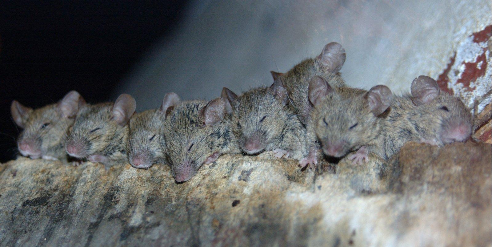 Новый класс снотворных помог мышам не проспать опасность