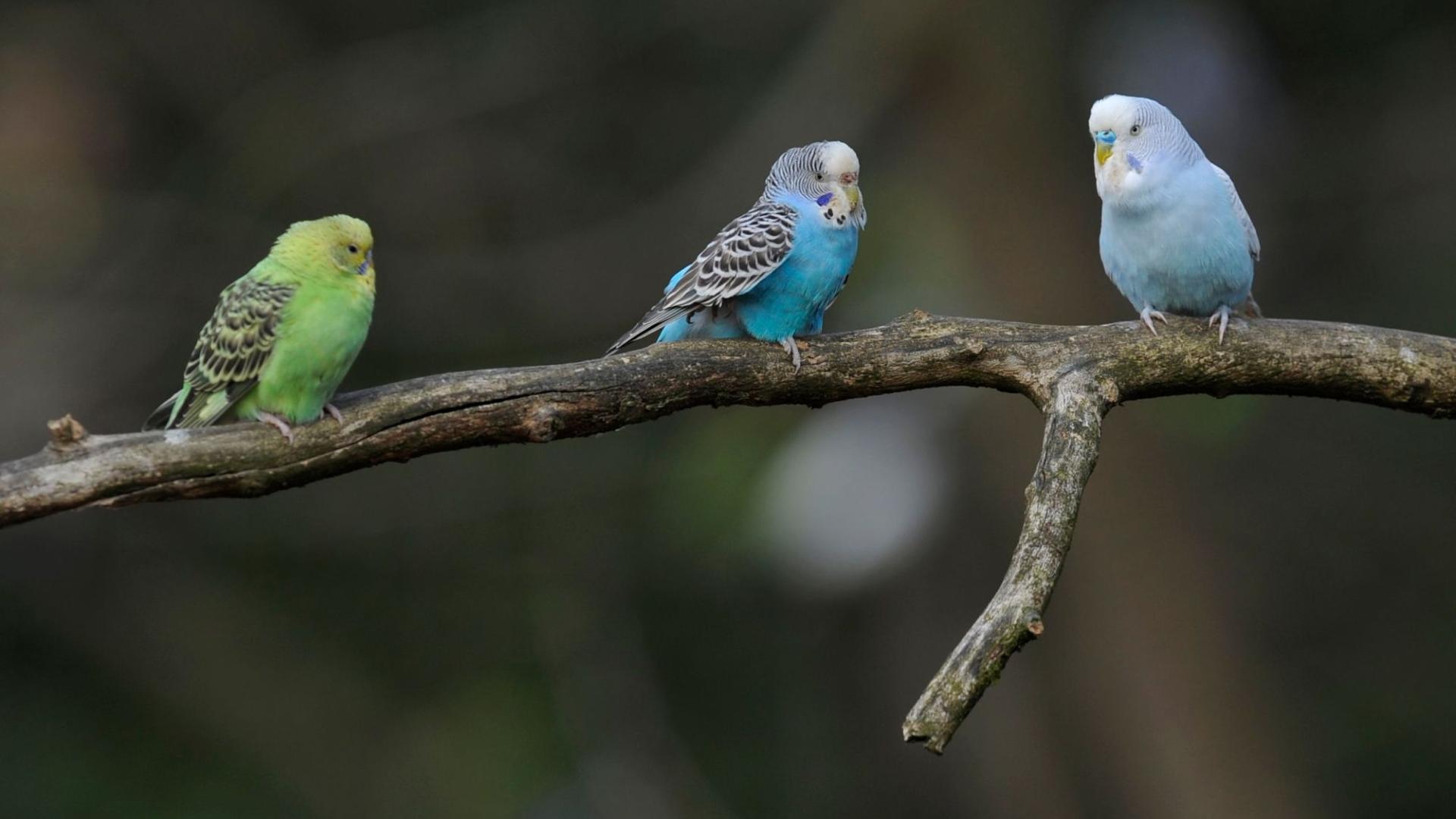 Самки волнистых попугайчиков предпочли умных самцов