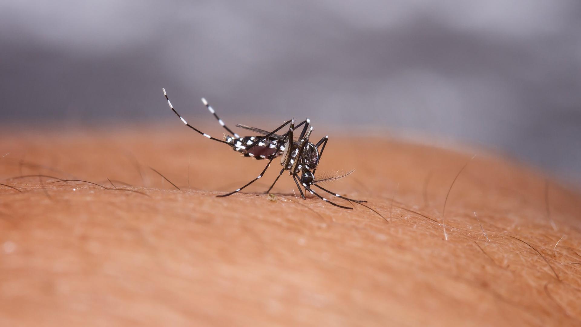 Биологи отключили комарам аппетит