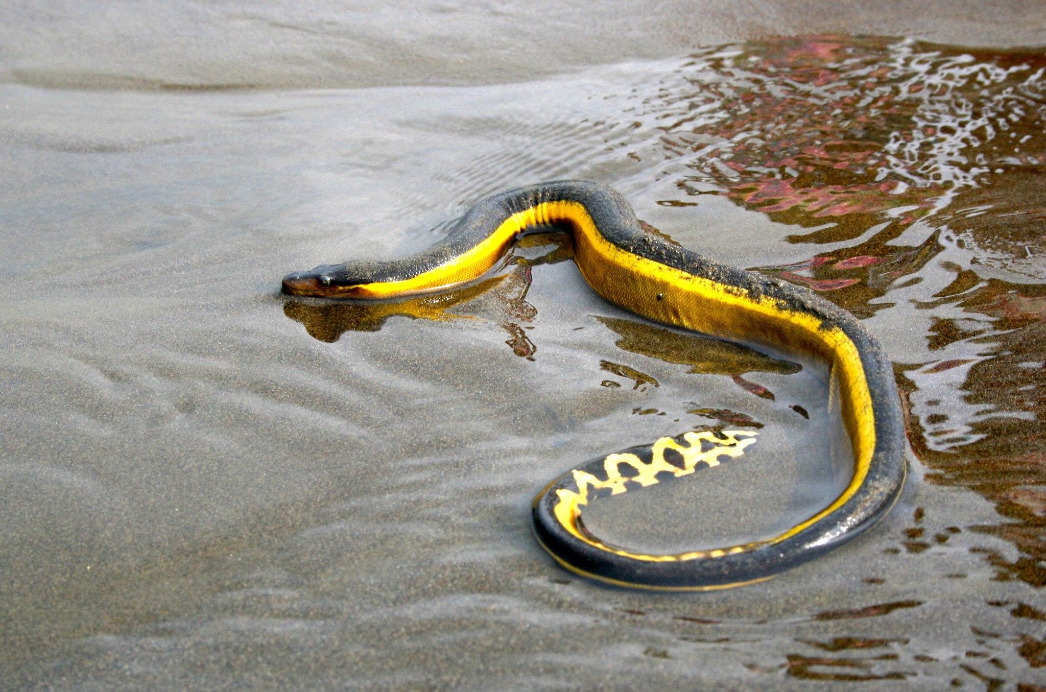 Морские змеи не захотели пить соленую воду и утолили жажду с помощью дождя