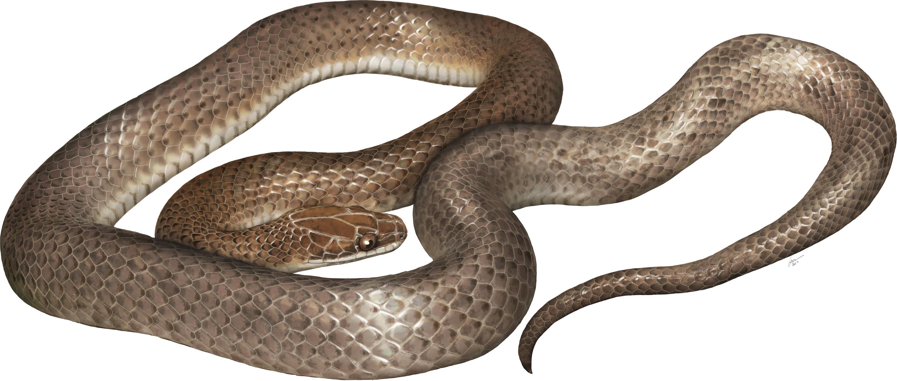 Учёные обнаружили змею нового вида в другой змее
