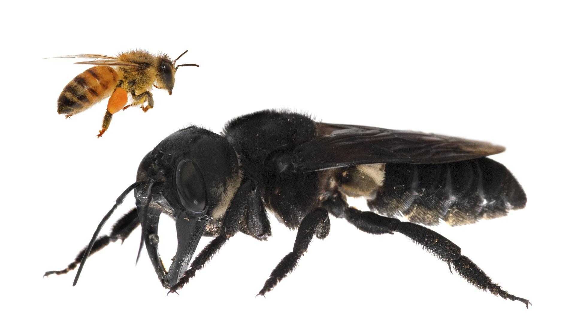 Крупнейшая в мире пчела найдена в Индонезии