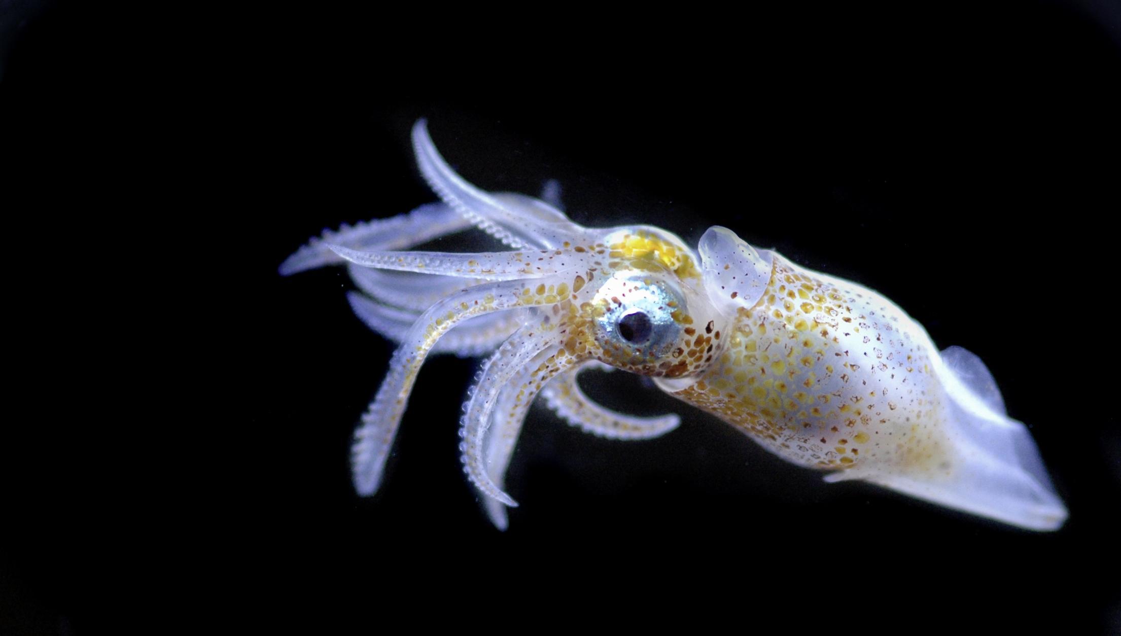 Каракатица организм. Головоногие моллюски кальмар. Глубоководный кальмар. Двужаберные головоногие. Зоопланктоны ракообразные.