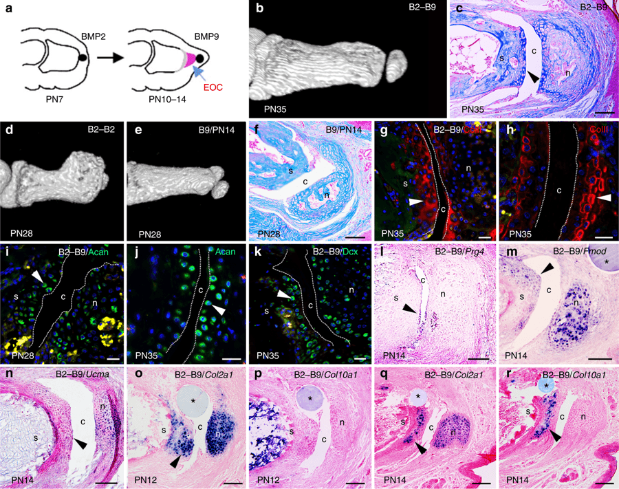Два белка способствовали частичной регенерации ампутированных пальцев у мышей