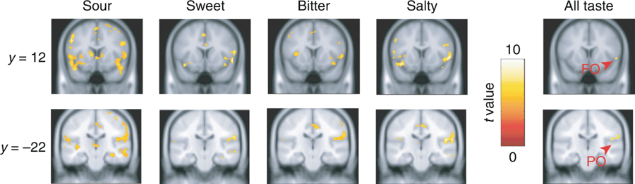 Ученые разметили карту вкусов в головном мозге человека