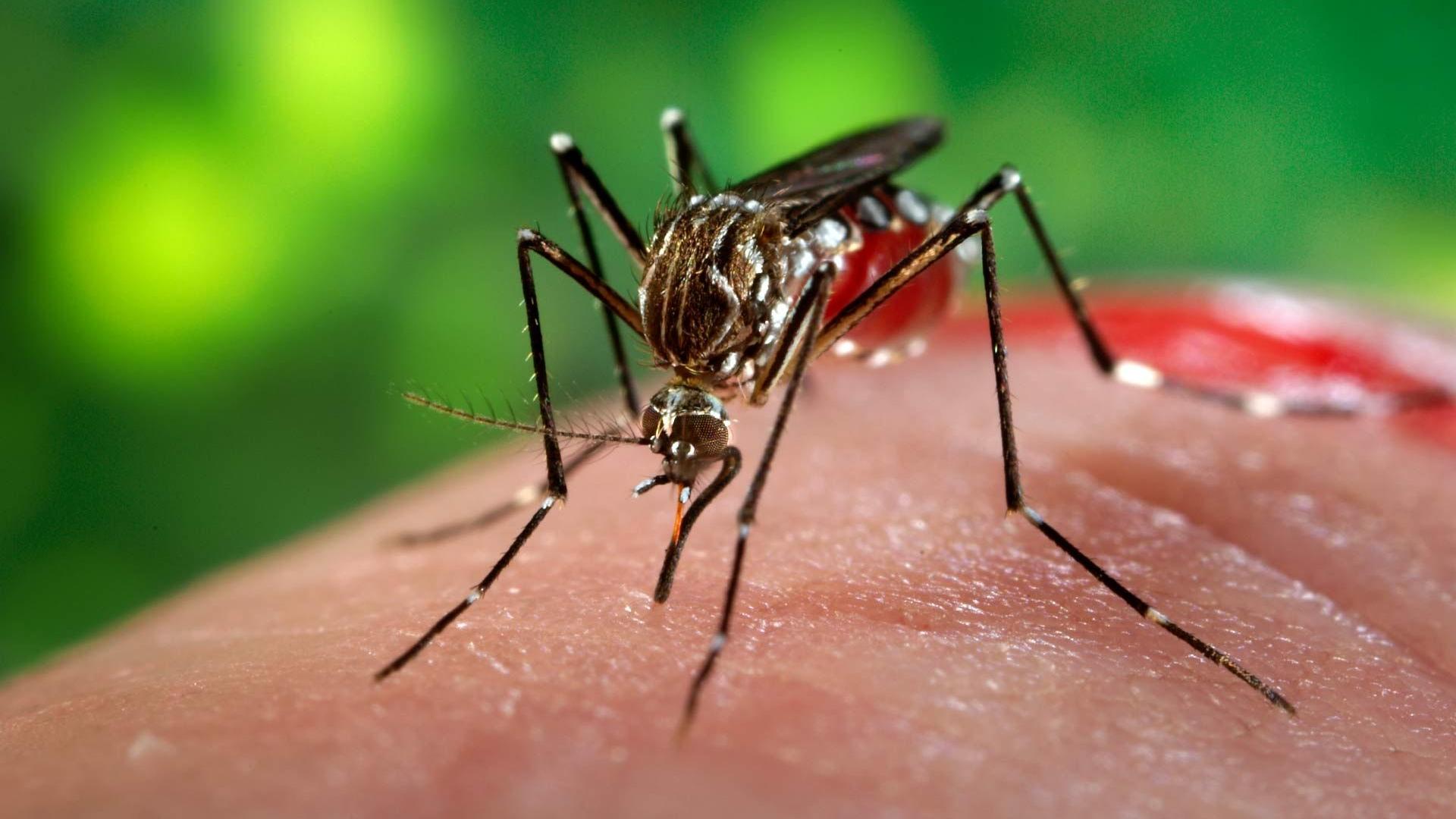 Комары помнят плохое обращение