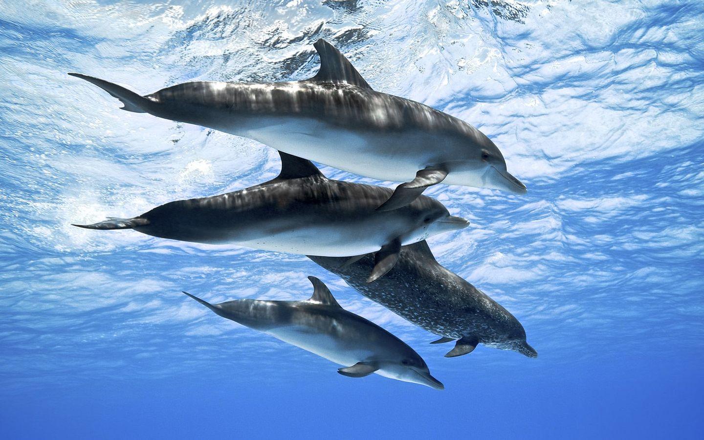 Следы бытовой химии нашли в моче флоридских дельфинов-афалин