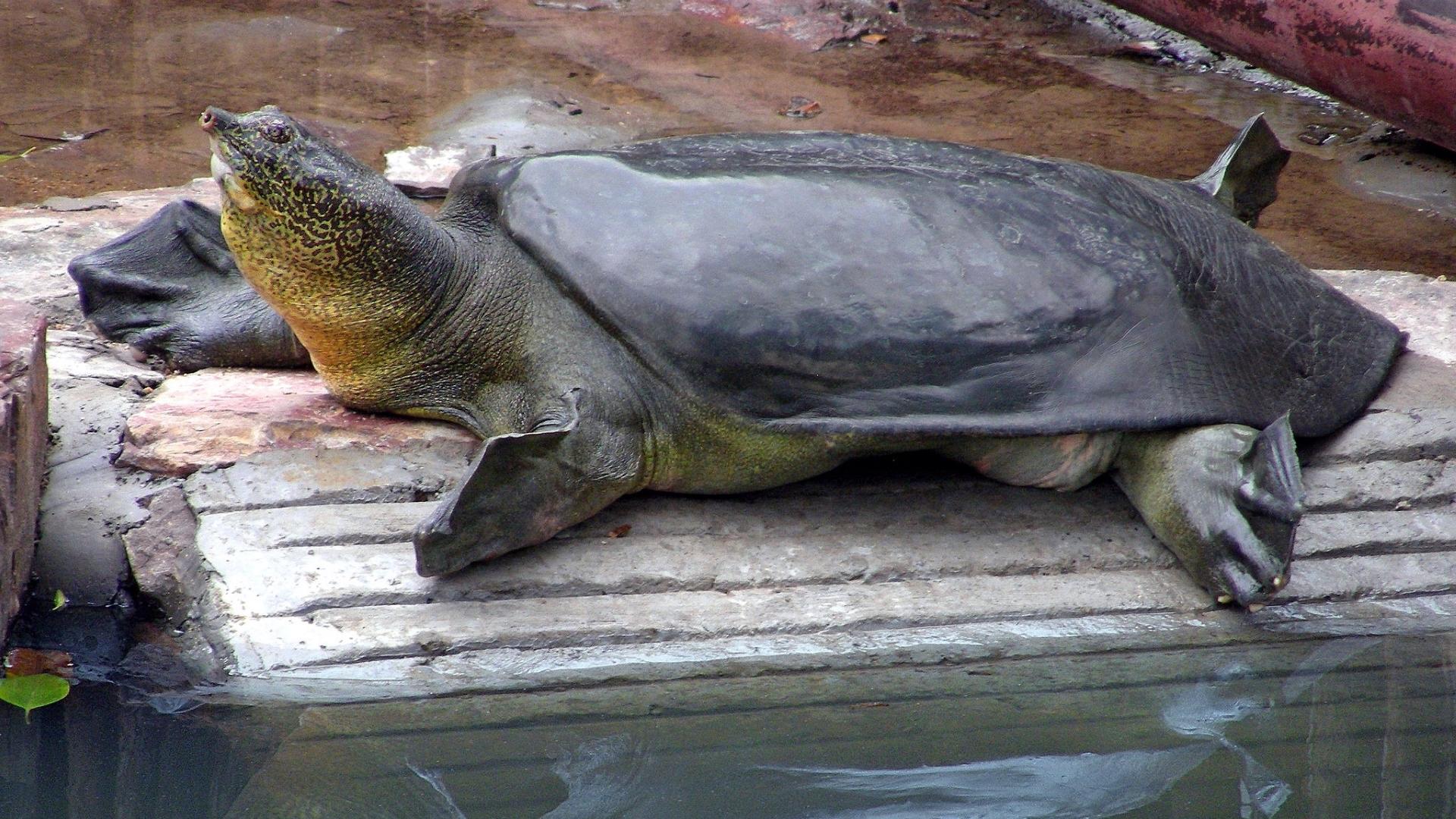 Попытка спасти мягкотелую черепаху Rafetus swinhoei провалилась