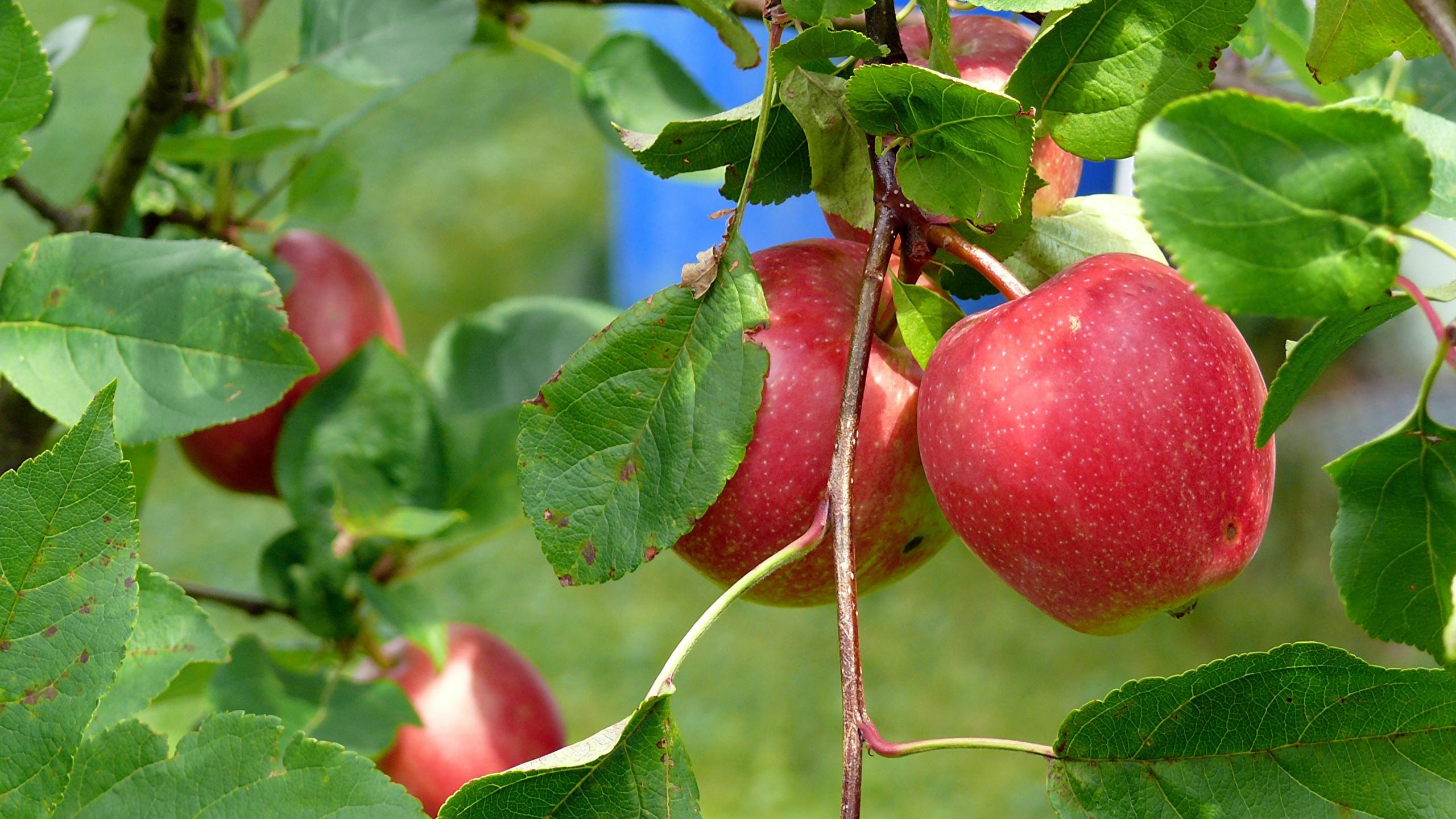Бактерии-жители органических яблок оказались полезнее «населения» обычных