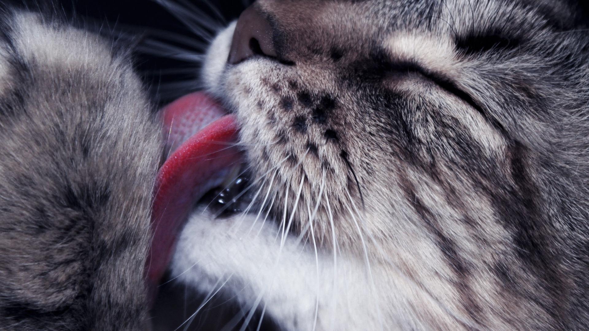 Пищевая добавка сделает любых кошек гипоаллергенными
