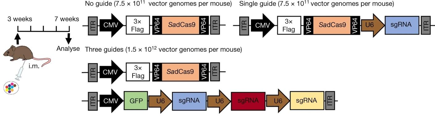 CRISPR вылечил мышей от мышечной дистрофии без редактирования генома