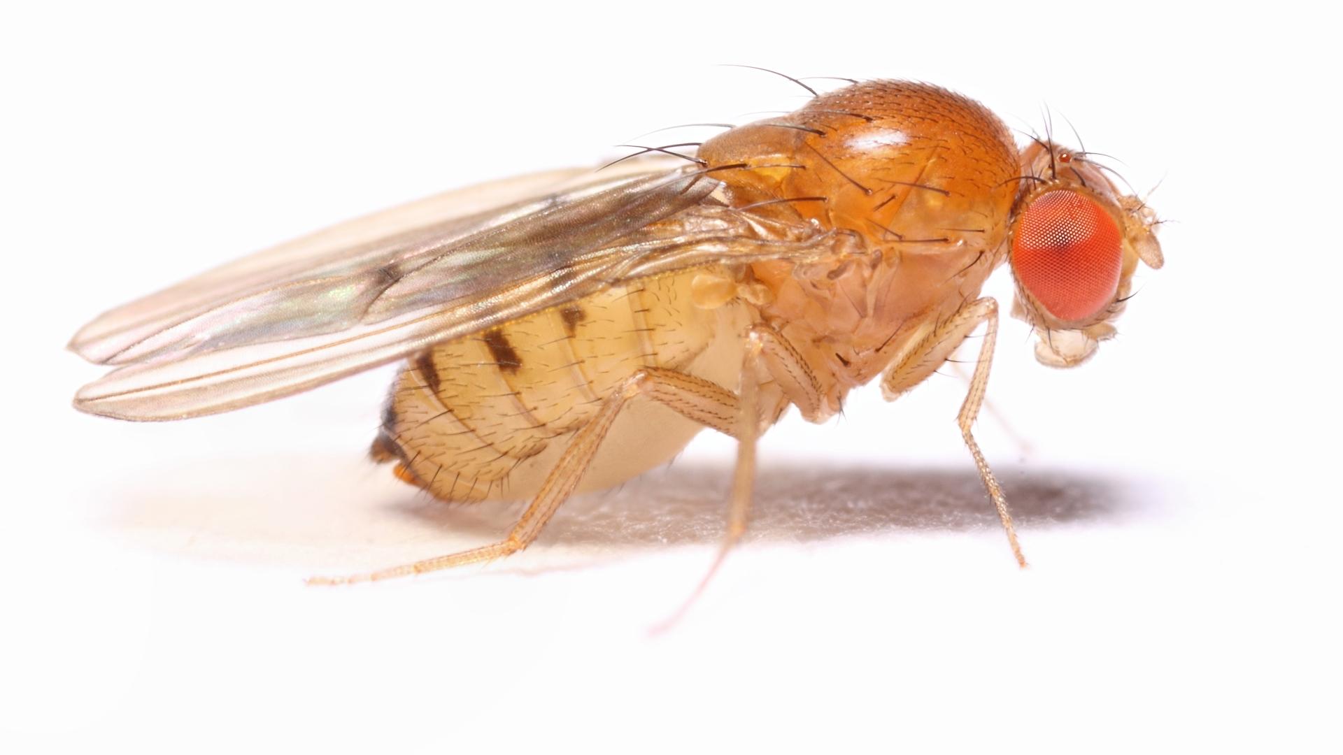 Под действием серотонина мухи замирают, когда пугаются. Почти как люди