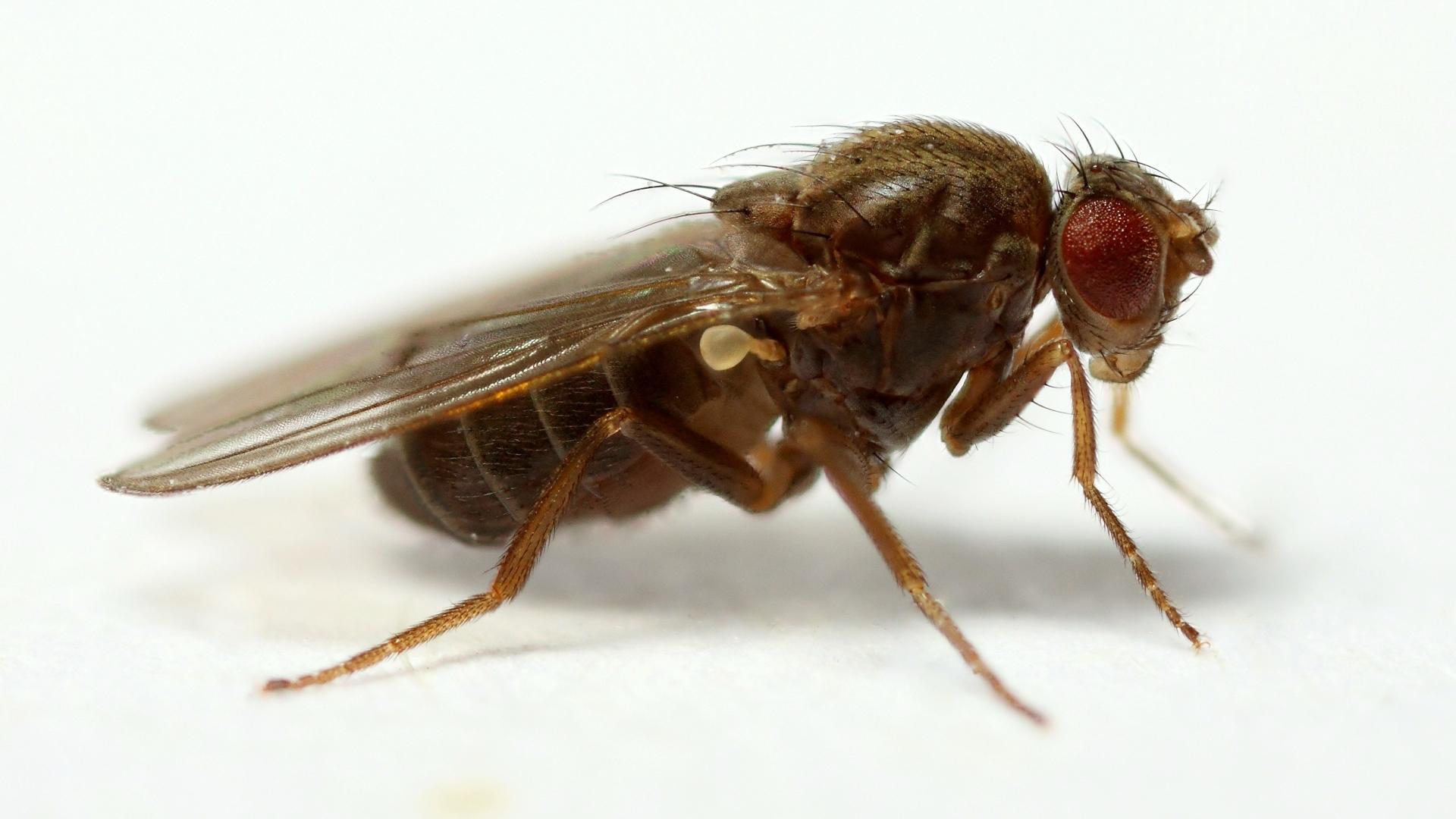 У мух-долгожителей изучили активность генов