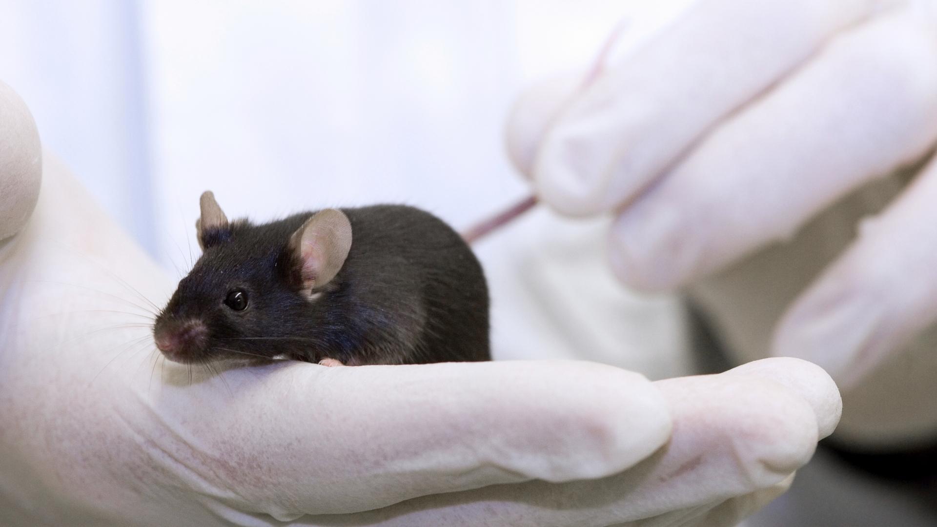 Почему результаты исследований, проведённых на мышах, нельзя переносить на людей