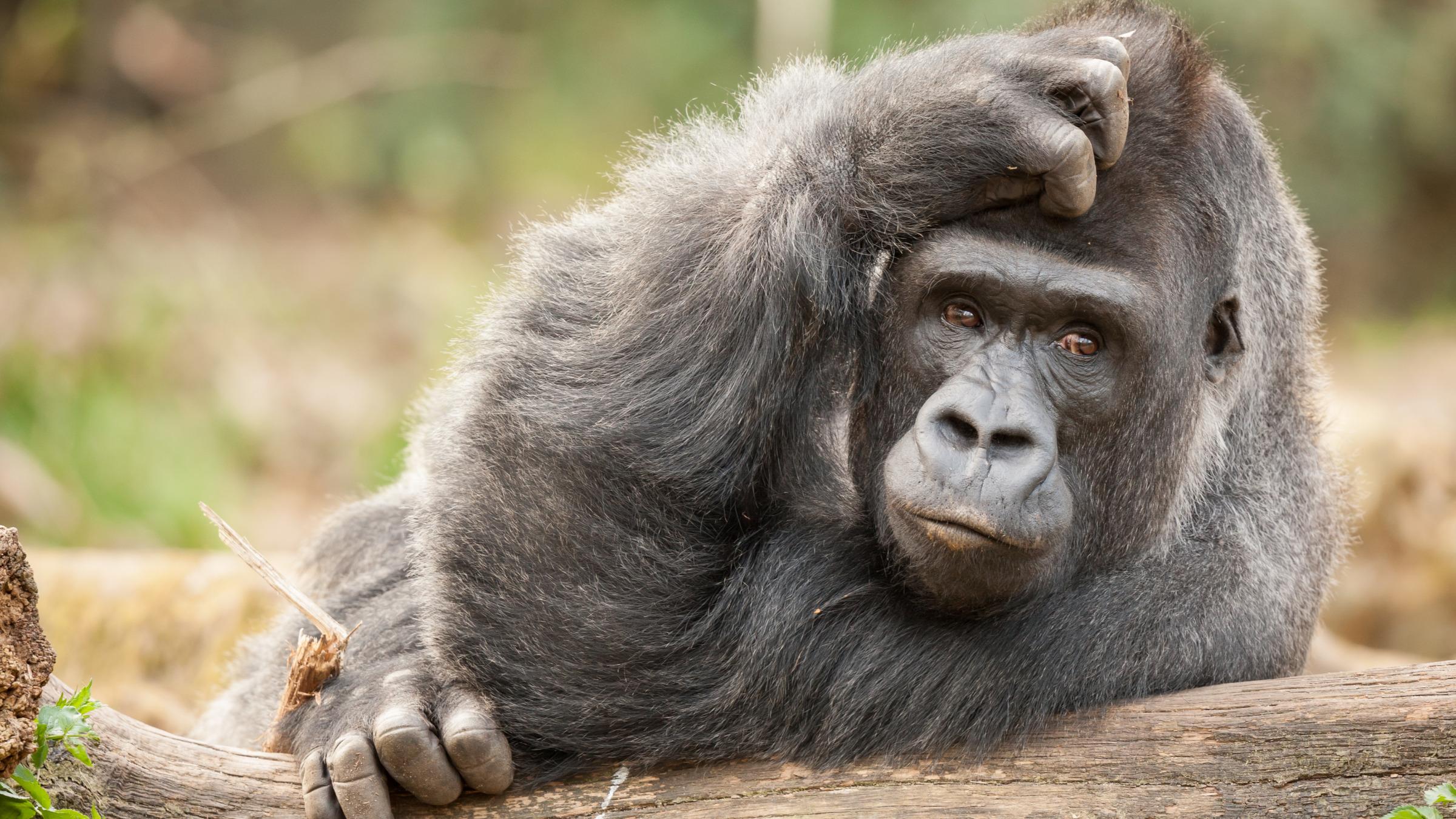 Оказалось, что обезьяны обладают «теорией разума»