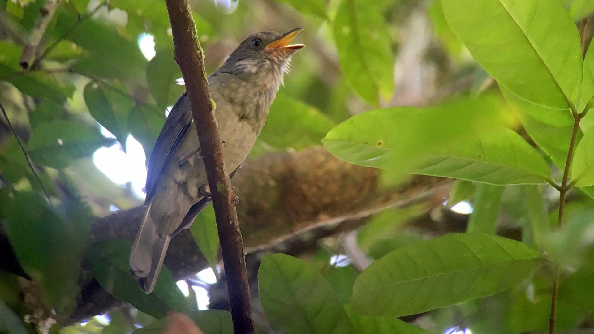 Самые громкие птицы живут в Южной Америке. Зафиксирован новый рекорд громкости