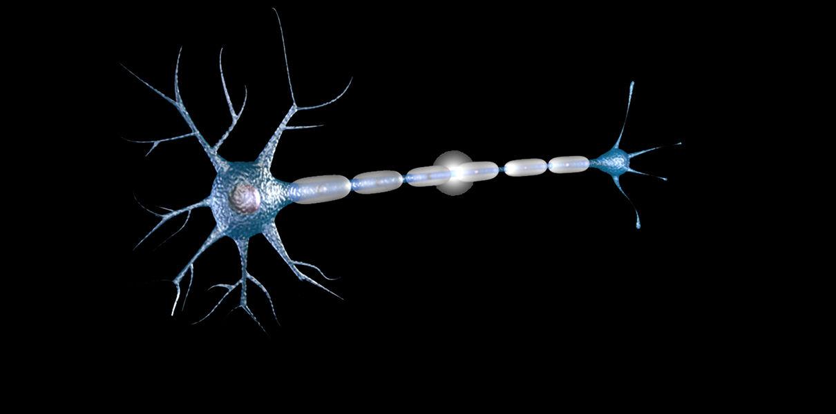 Как нейроны справляются с многозадачностью