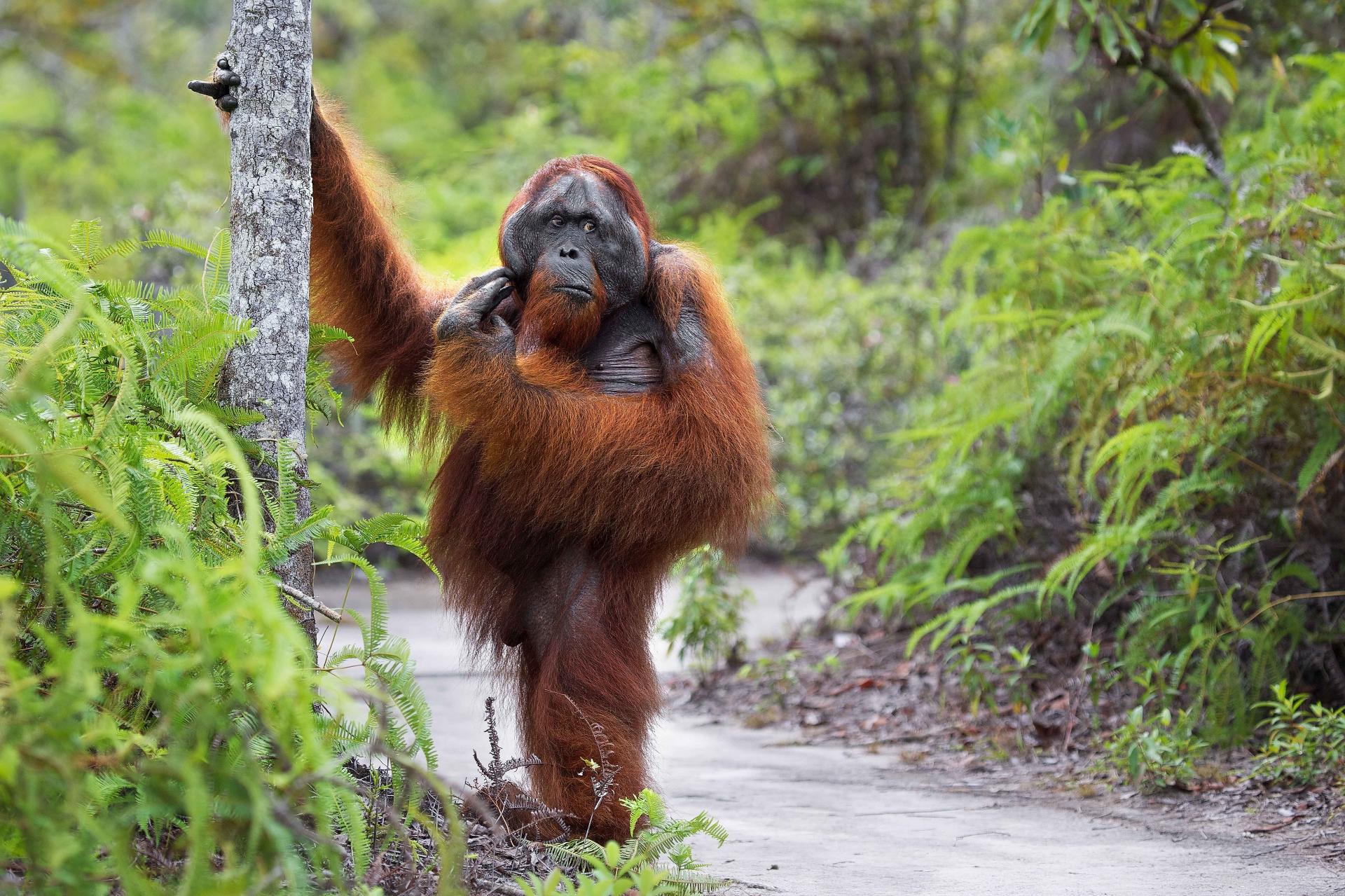 Приматы могли встать на задние ноги раньше, чем считается