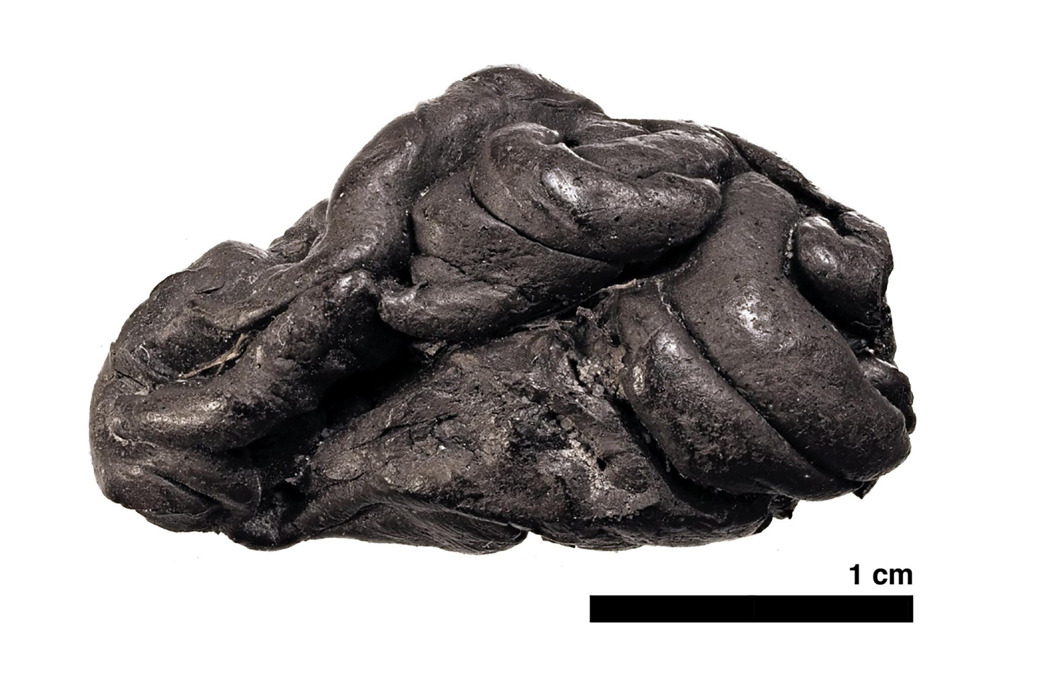 Жевательная ДНК. Что жевала темнокожая датчанка 5700 лет назад?