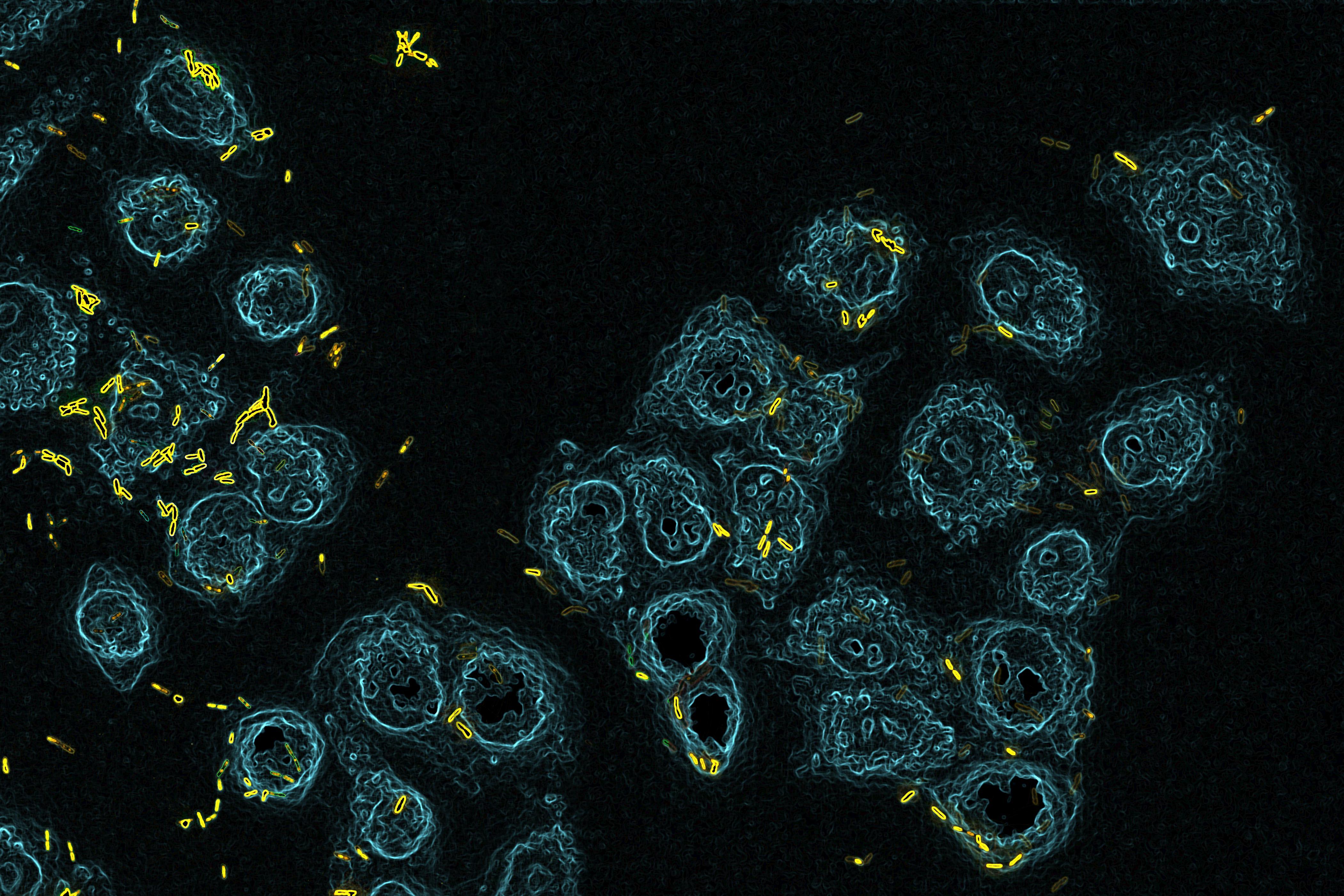 Наши клетки подслушивают разговоры бактерий