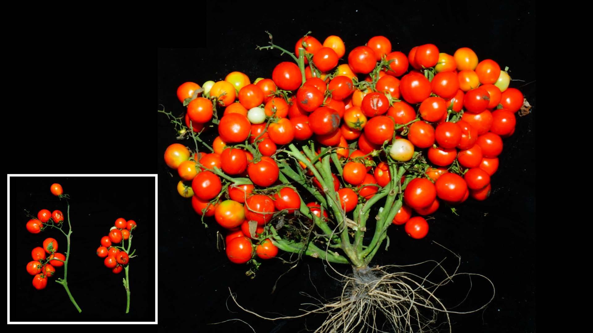 Букет ГМО-томатов — в каждый дом