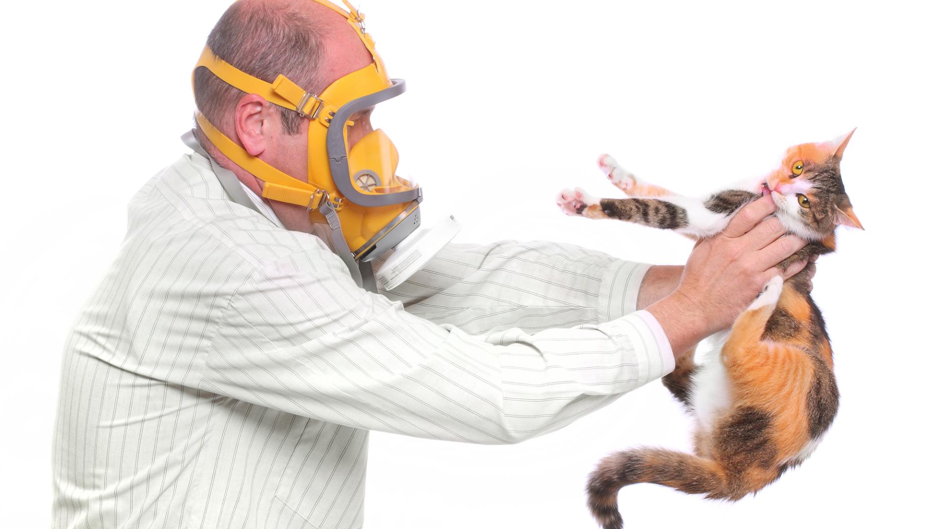 Вакцина от аллергии на кошек… для кошек
