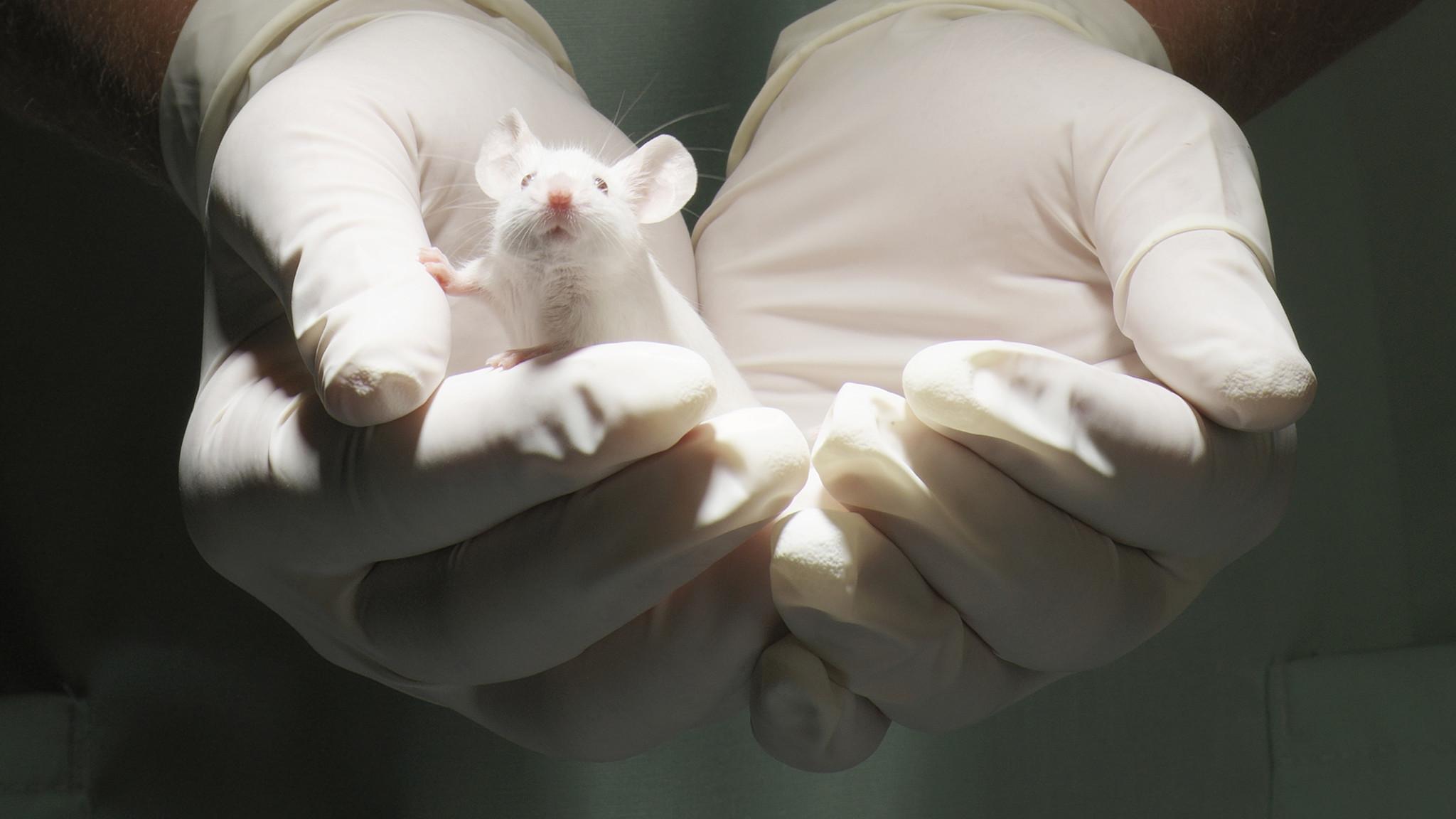 Генная терапия вылечила паралич после травмы спинного мозга у мышей